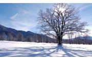 【品趣】大雪已至，新年还会远吗？
